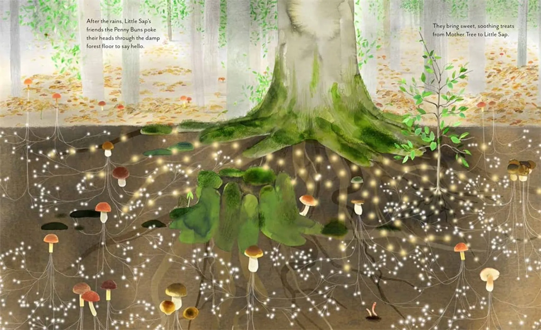 Little Sap:  A Magical Story of a Forest Family - Hardcover