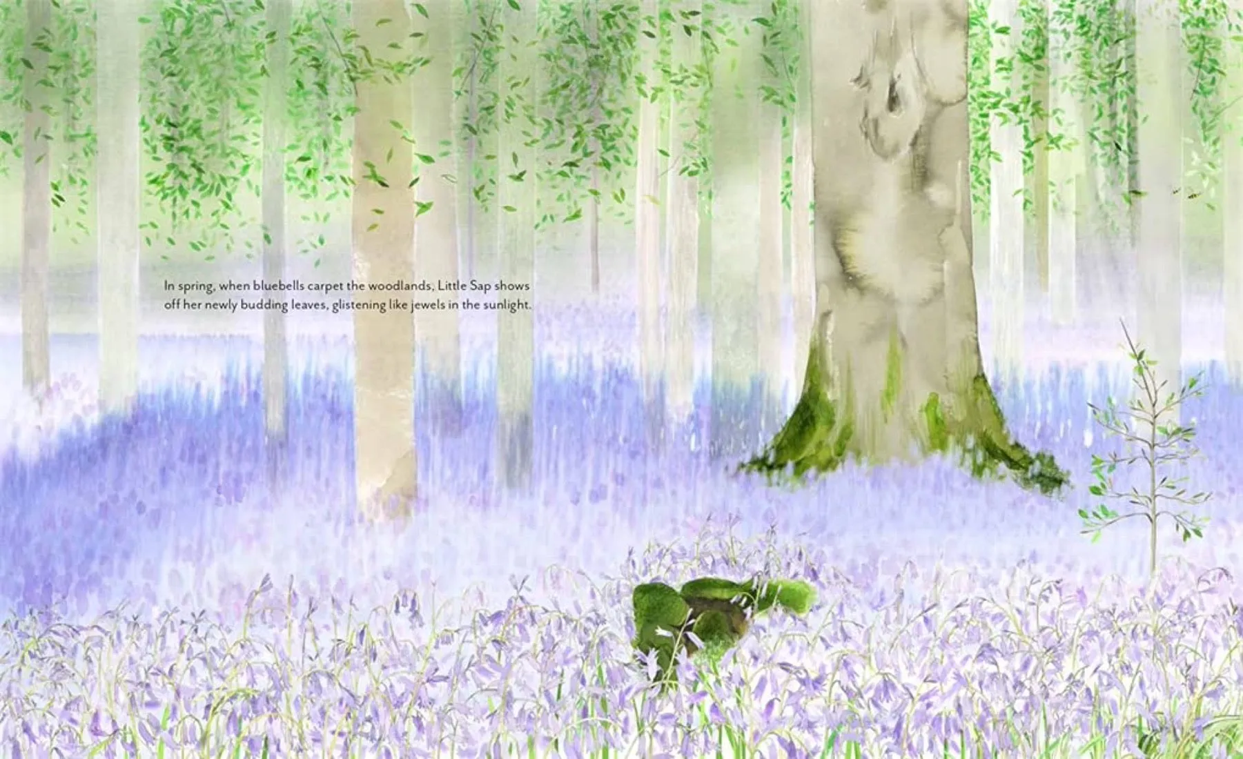 Little Sap:  A Magical Story of a Forest Family - Hardcover