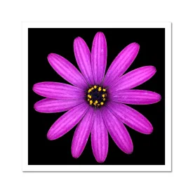 Pink Flower Print 'Osteospermum Tresco Purple' C-Type Print