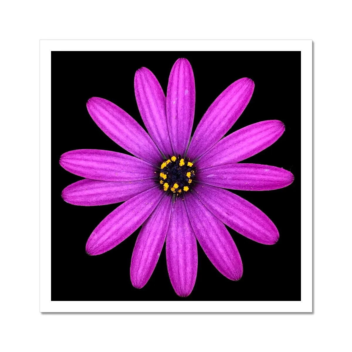 Pink Flower Print 'Osteospermum Tresco Purple' C-Type Print